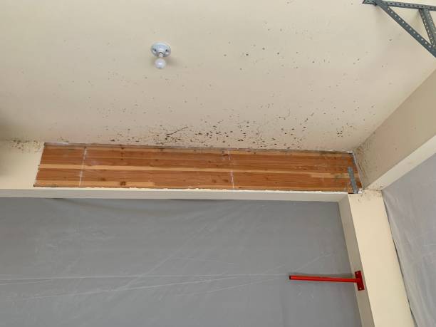 Best Black Mold Removal  in Pottsgrove, PA