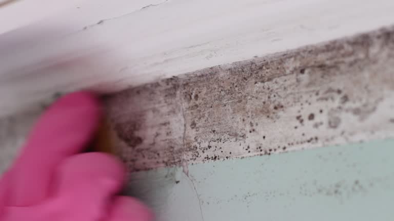 Best Mold-Related Health Consultation  in Pottsgrove, PA